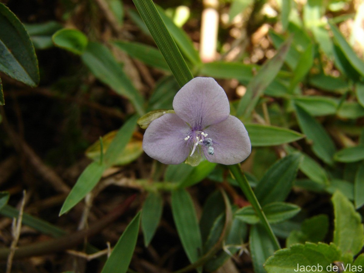 Murdannia simplex (Vahl) Brenan